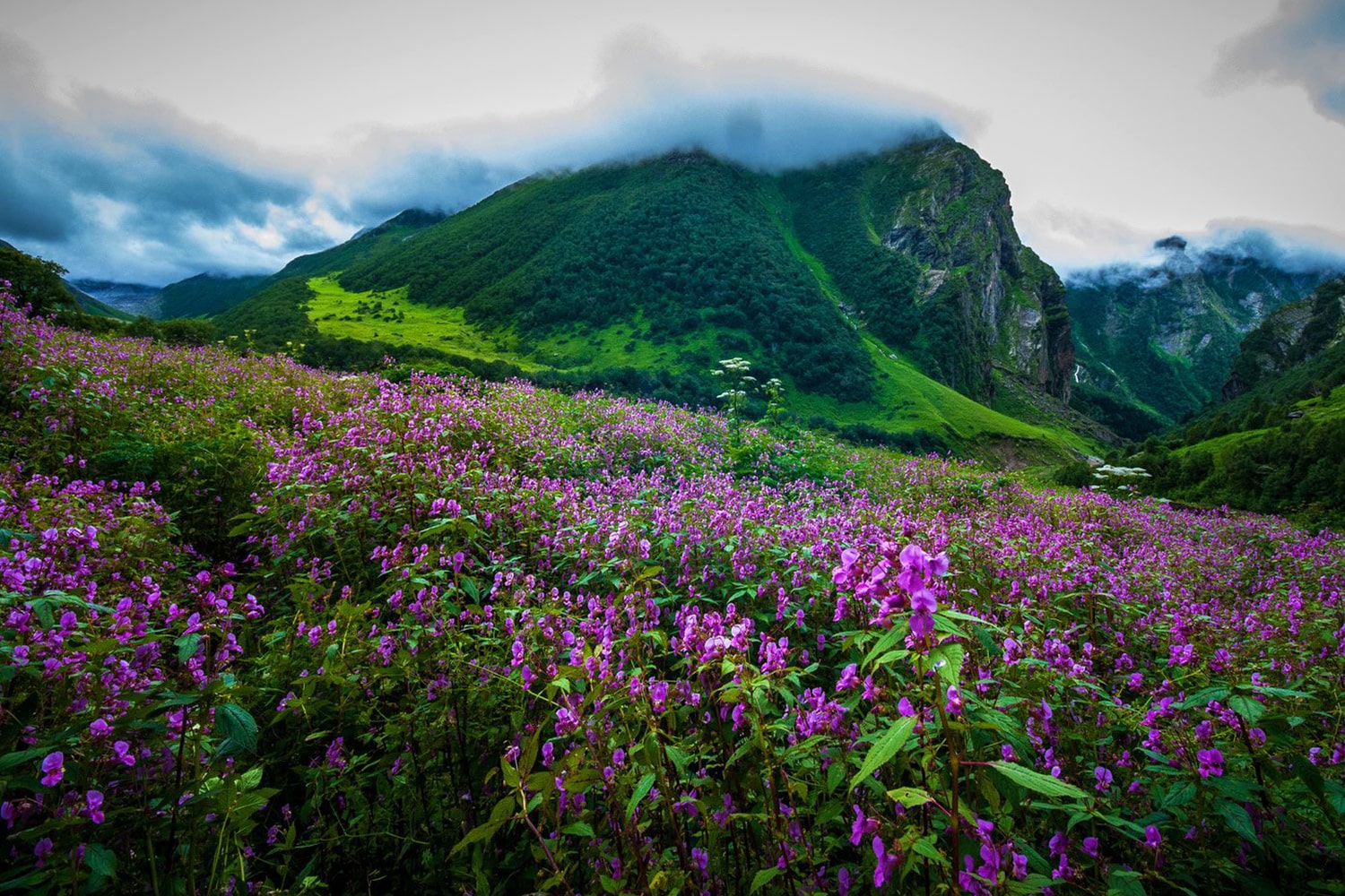 Valley of Flowers Trek